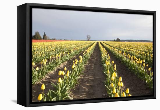 Tulips at Sunset II-Dana Styber-Framed Stretched Canvas