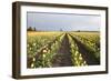 Tulips at Sunset II-Dana Styber-Framed Photographic Print