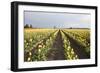 Tulips at Sunset II-Dana Styber-Framed Photographic Print