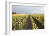 Tulips at Sunset II-Dana Styber-Framed Photographic Print