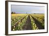 Tulips at Sunset II-Dana Styber-Framed Photographic Print