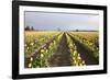 Tulips at Sunset II-Dana Styber-Framed Photographic Print