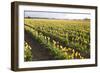 Tulips at Sunset IV-Dana Styber-Framed Photographic Print