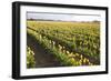 Tulips at Sunset IV-Dana Styber-Framed Photographic Print