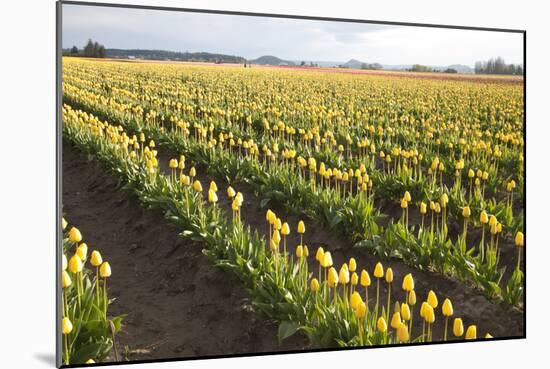 Tulips at Sunset IV-Dana Styber-Mounted Photographic Print