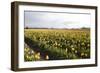 Tulips at Sunset V-Dana Styber-Framed Photographic Print