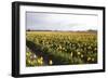 Tulips at Sunset V-Dana Styber-Framed Photographic Print