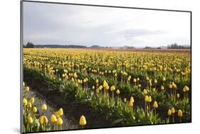 Tulips at Sunset V-Dana Styber-Mounted Photographic Print