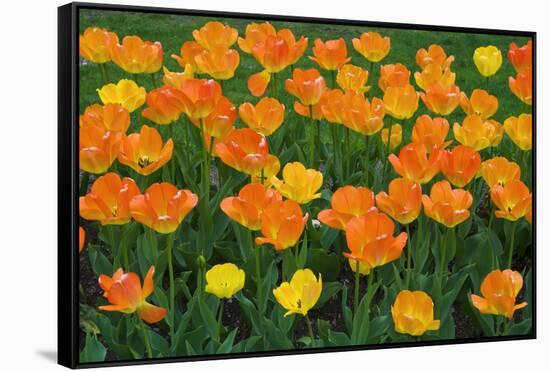 Tulips at the Boston Public Garden, Boston, Massachusetts, USA-Russ Bishop-Framed Stretched Canvas