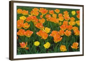 Tulips at the Boston Public Garden, Boston, Massachusetts, USA-Russ Bishop-Framed Photographic Print