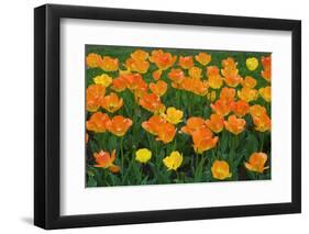 Tulips at the Boston Public Garden, Boston, Massachusetts, USA-Russ Bishop-Framed Photographic Print