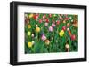 Tulips at the Boston Public Garden, Boston, Massachusetts, USA-Russ Bishop-Framed Photographic Print