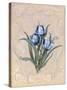 Tulips Azure-Peggy Abrams-Stretched Canvas