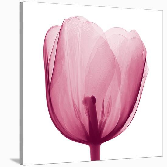 Tulips B (Positive)-Steven N^ Meyers-Stretched Canvas