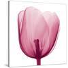 Tulips B (Positive)-Steven N^ Meyers-Stretched Canvas