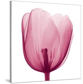 Tulips B (Positive)-Steven N^ Meyers-Stretched Canvas