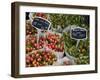 Tulips, Bloemenmarkt, Amsterdam, Holland, Europe-Frank Fell-Framed Photographic Print