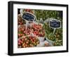 Tulips, Bloemenmarkt, Amsterdam, Holland, Europe-Frank Fell-Framed Photographic Print