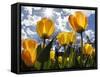 Tulips Bloom at a Park in Boston-null-Framed Stretched Canvas