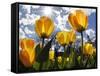 Tulips Bloom at a Park in Boston-null-Framed Stretched Canvas