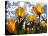 Tulips Bloom at a Park in Boston-null-Stretched Canvas