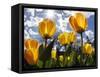 Tulips Bloom at a Park in Boston-null-Framed Stretched Canvas