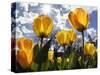Tulips Bloom at a Park in Boston-null-Stretched Canvas