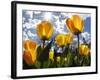 Tulips Bloom at a Park in Boston-null-Framed Photographic Print