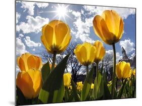 Tulips Bloom at a Park in Boston-null-Mounted Photographic Print