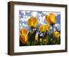 Tulips Bloom at a Park in Boston-null-Framed Photographic Print