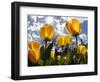 Tulips Bloom at a Park in Boston-null-Framed Photographic Print
