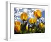 Tulips Bloom at a Park in Boston-null-Framed Photographic Print