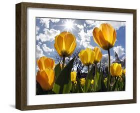 Tulips Bloom at a Park in Boston-null-Framed Photographic Print