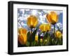 Tulips Bloom at a Park in Boston-null-Framed Photographic Print