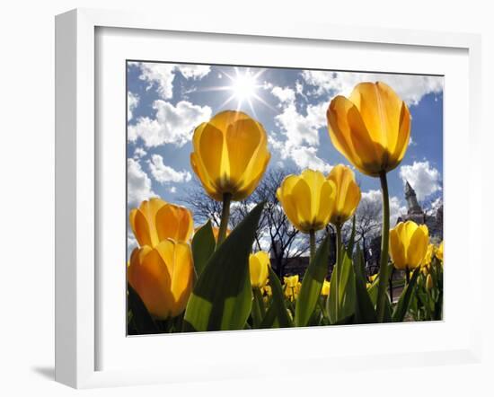 Tulips Bloom at a Park in Boston-null-Framed Photographic Print