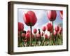 Tulips Bloom in the Public Gardens in Boston-null-Framed Photographic Print