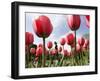 Tulips Bloom in the Public Gardens in Boston-null-Framed Photographic Print