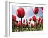 Tulips Bloom in the Public Gardens in Boston-null-Framed Photographic Print