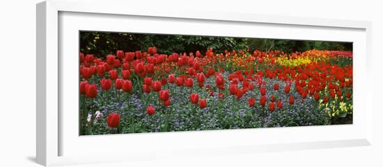 Tulips Blooming in a Garden, St. James's Park, City of Westminster, London, England-null-Framed Premium Photographic Print