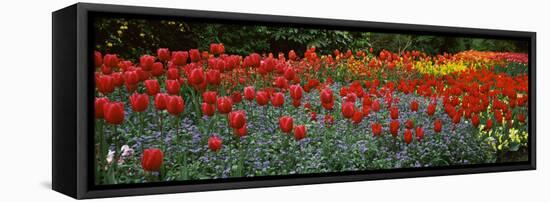 Tulips Blooming in a Garden, St. James's Park, City of Westminster, London, England-null-Framed Stretched Canvas