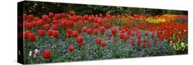 Tulips Blooming in a Garden, St. James's Park, City of Westminster, London, England-null-Stretched Canvas