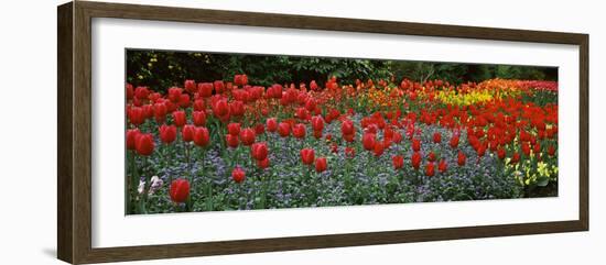 Tulips Blooming in a Garden, St. James's Park, City of Westminster, London, England-null-Framed Photographic Print