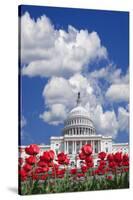 Tulips Blooming in Front of the Capitol Building, Washington DC, USA-Jaynes Gallery-Stretched Canvas