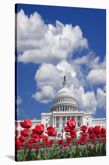 Tulips Blooming in Front of the Capitol Building, Washington DC, USA-Jaynes Gallery-Stretched Canvas