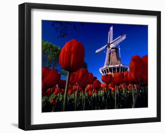 Tulips blooming on field against De Zwaan Windmill in Windmill Island Gardens, Holland, Michigan...-null-Framed Photographic Print