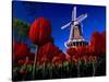 Tulips blooming on field against De Zwaan Windmill in Windmill Island Gardens, Holland, Michigan...-null-Stretched Canvas