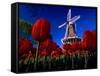 Tulips blooming on field against De Zwaan Windmill in Windmill Island Gardens, Holland, Michigan...-null-Framed Stretched Canvas