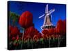 Tulips blooming on field against De Zwaan Windmill in Windmill Island Gardens, Holland, Michigan...-null-Stretched Canvas