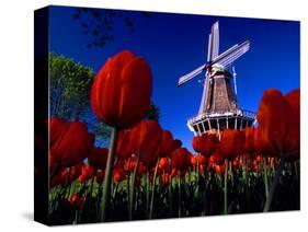 Tulips blooming on field against De Zwaan Windmill in Windmill Island Gardens, Holland, Michigan...-null-Stretched Canvas