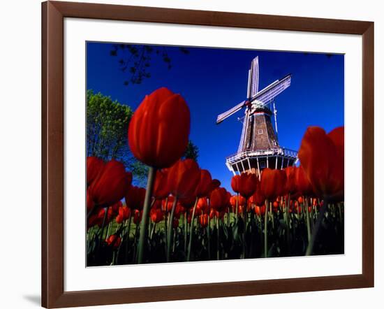 Tulips blooming on field against De Zwaan Windmill in Windmill Island Gardens, Holland, Michigan...-null-Framed Photographic Print